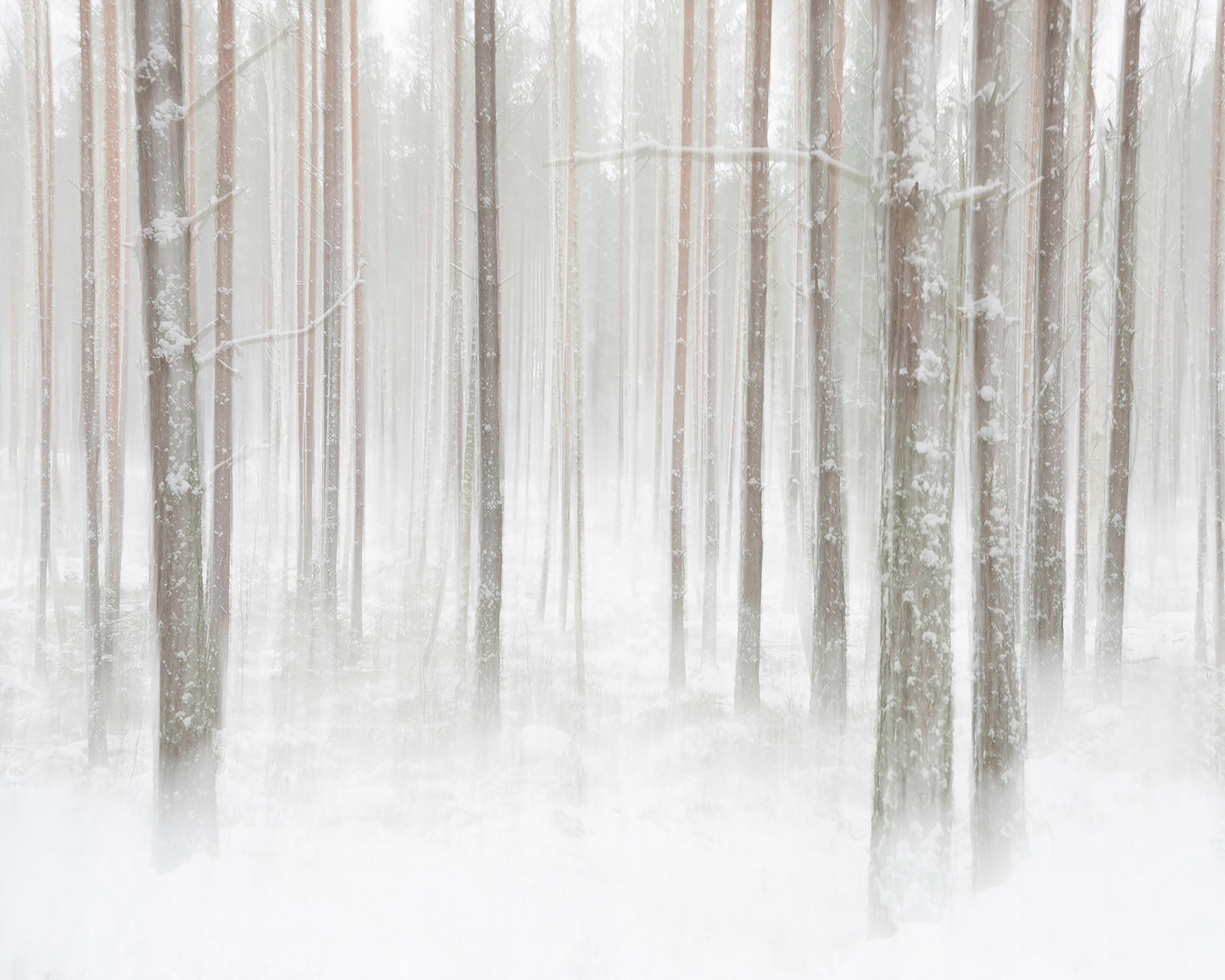 Winterforest In Sweden
