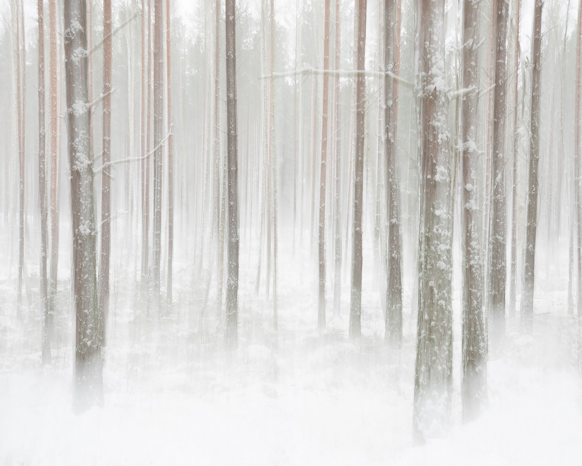 Winterforest In Sweden