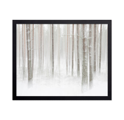 Winterforest In Sweden