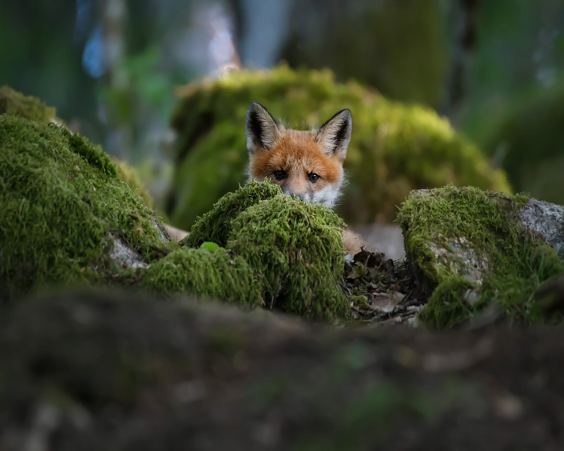 Curious Fox