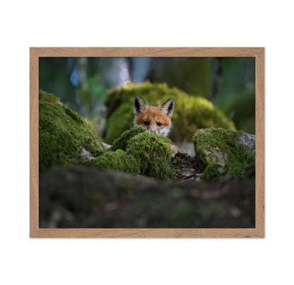 Curious Fox