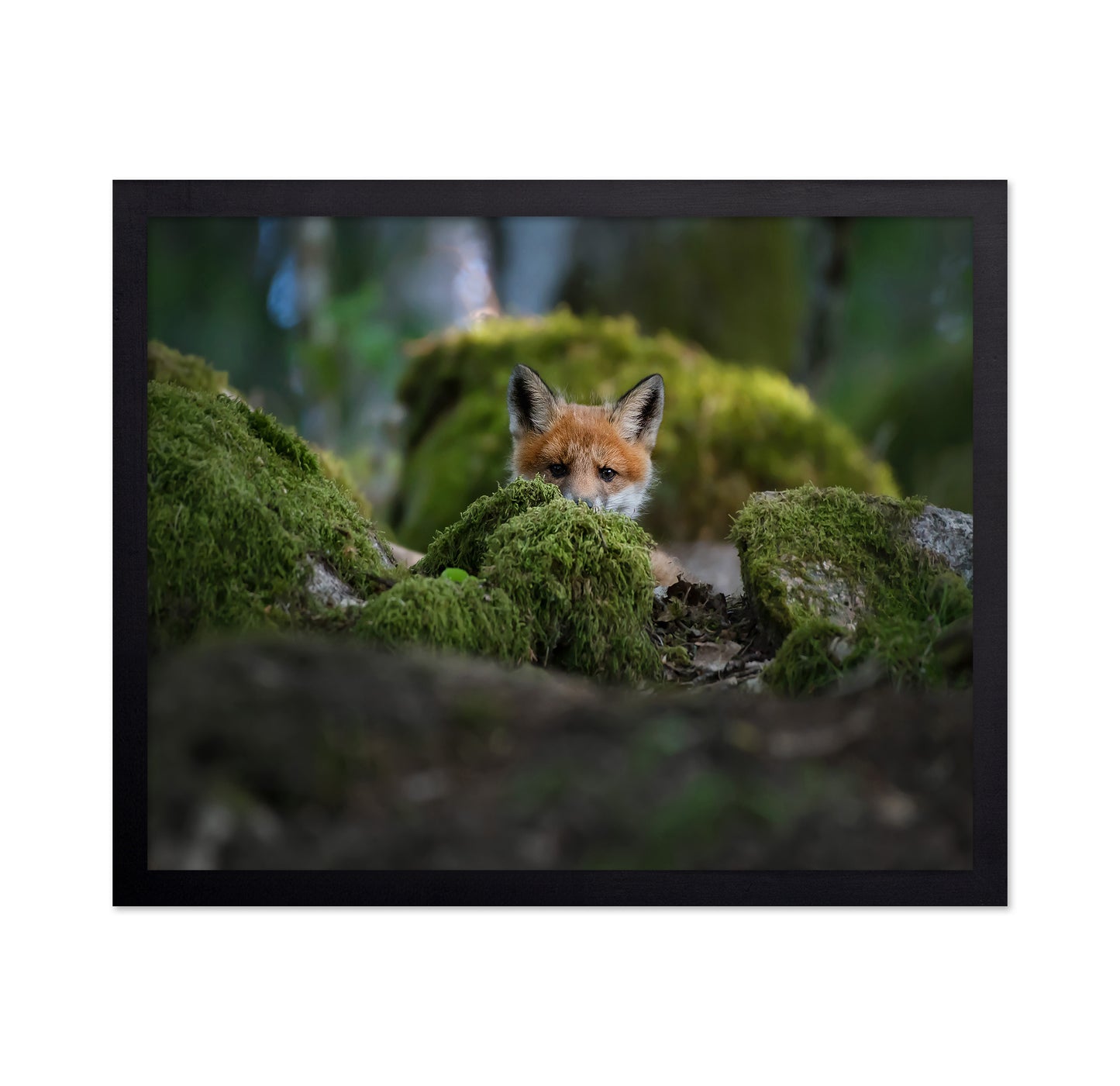 Curious Fox