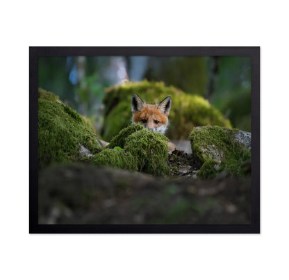 Curious Fox