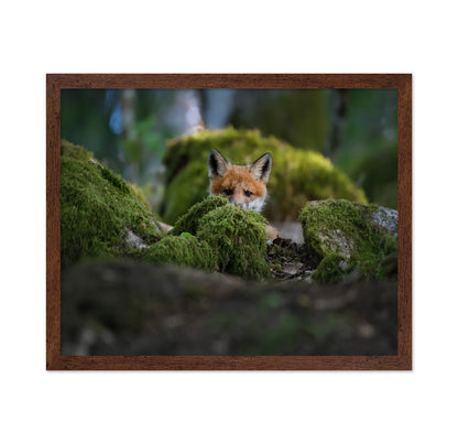 Curious Fox