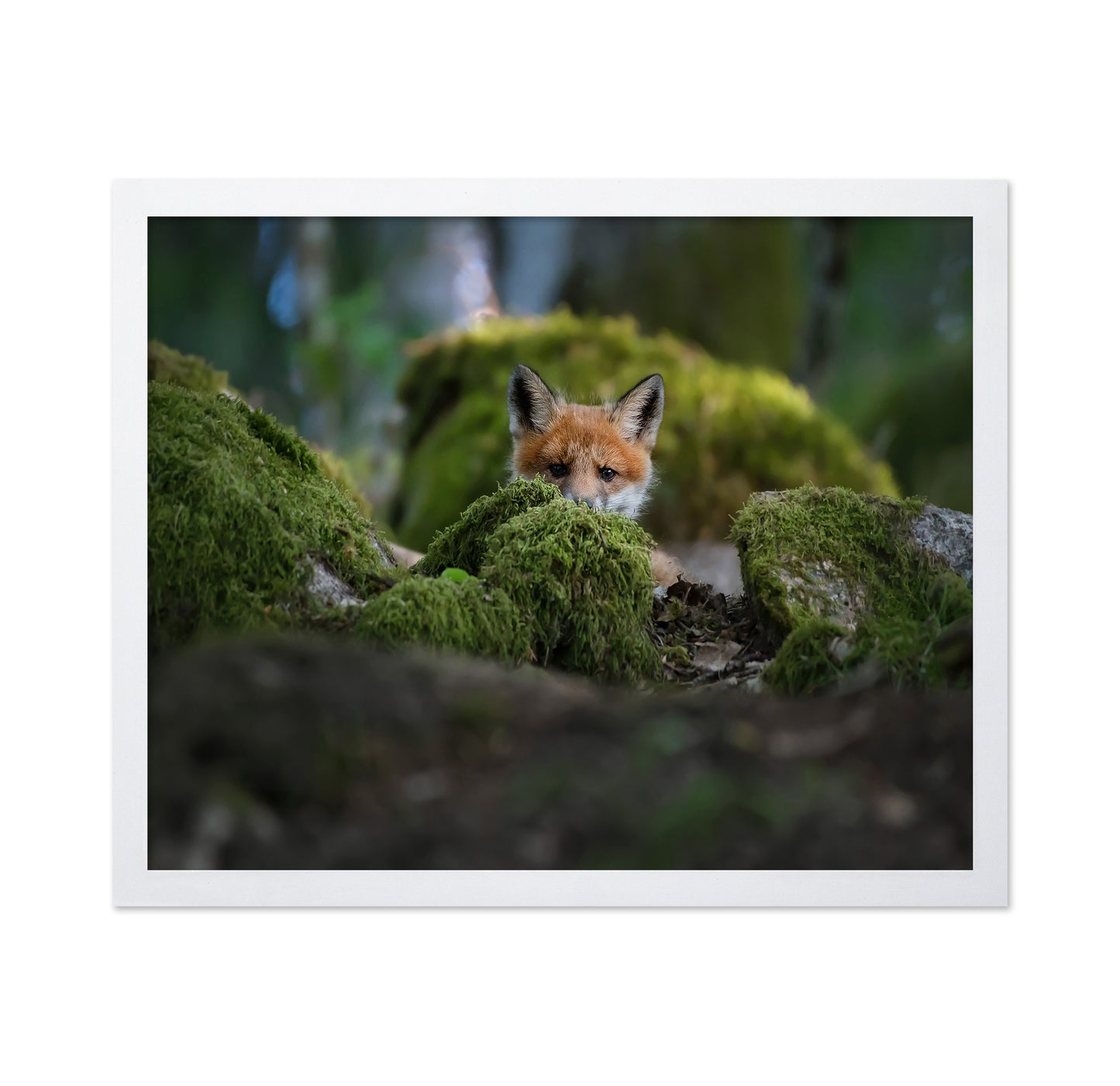 Curious Fox