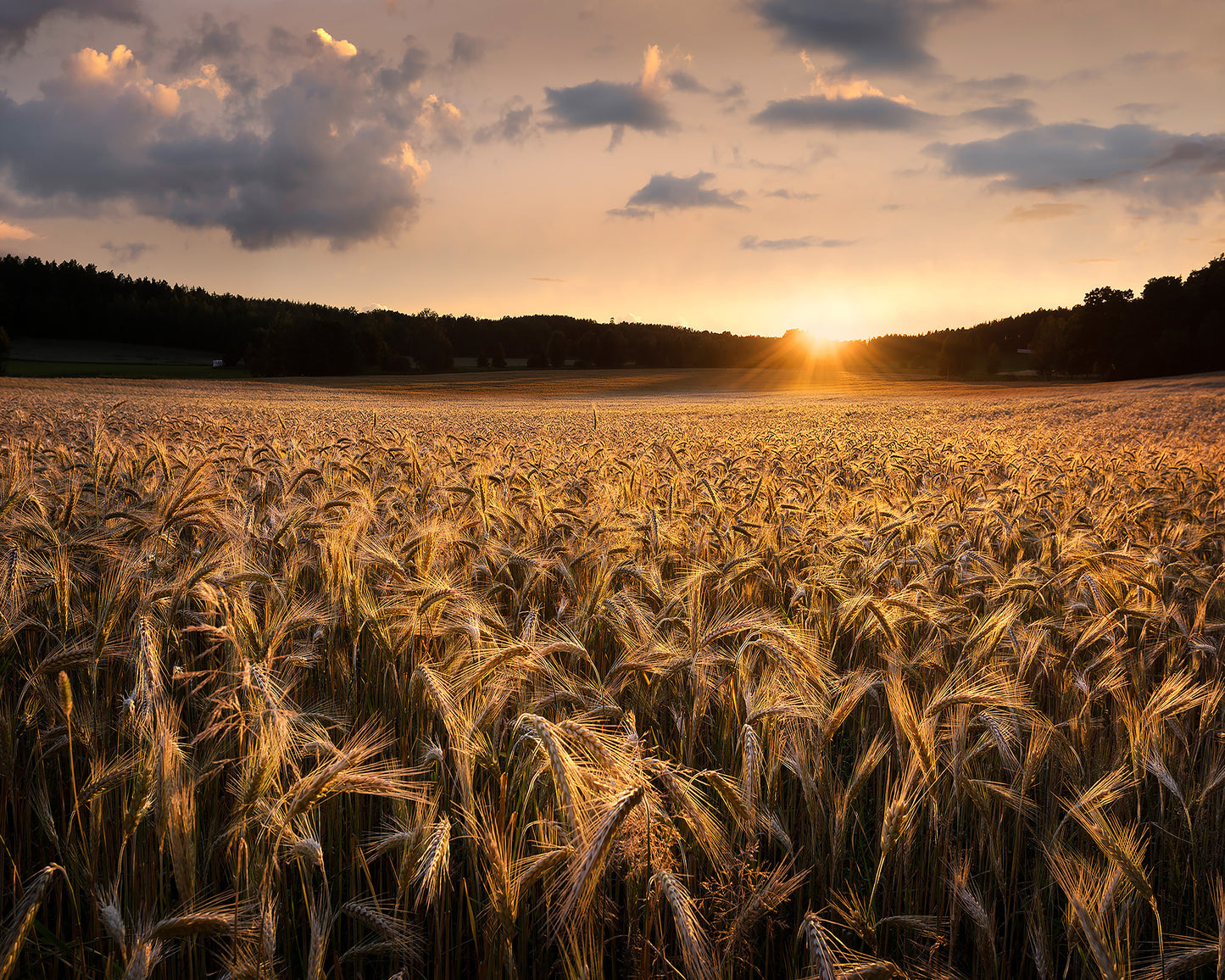 Fields Of Gold