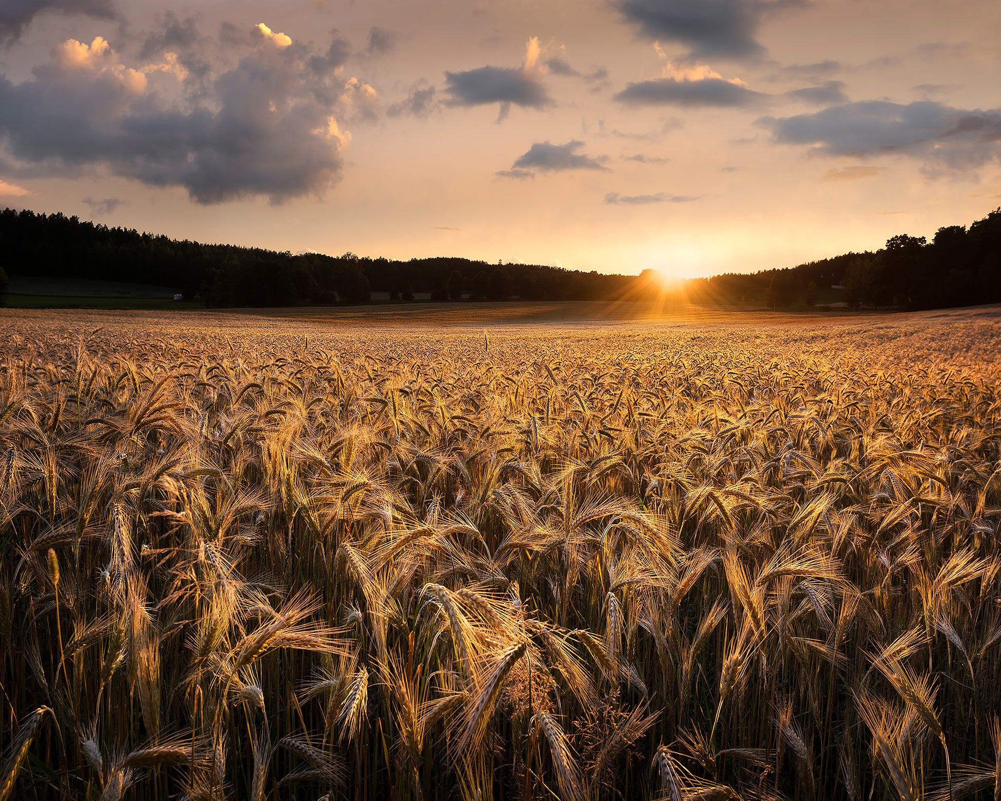 Fields Of Gold