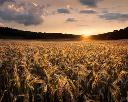 Fields Of Gold