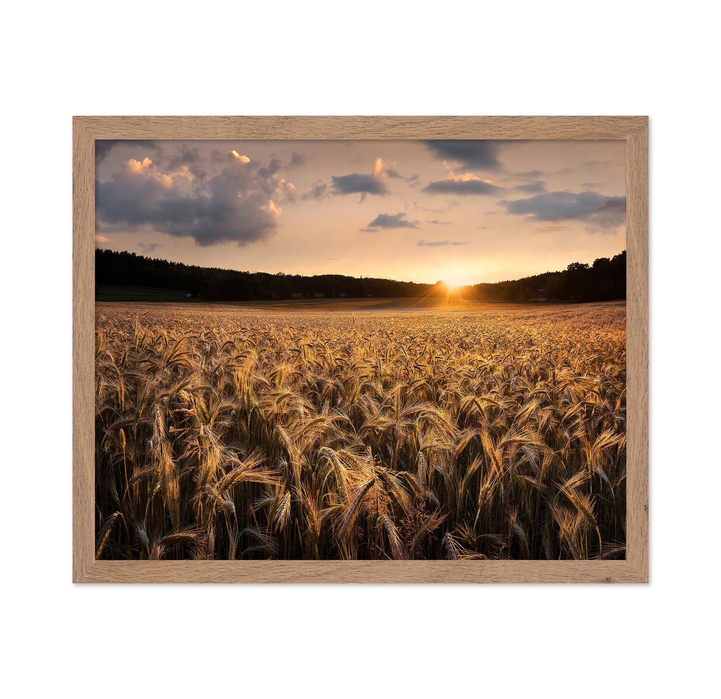 Fields Of Gold
