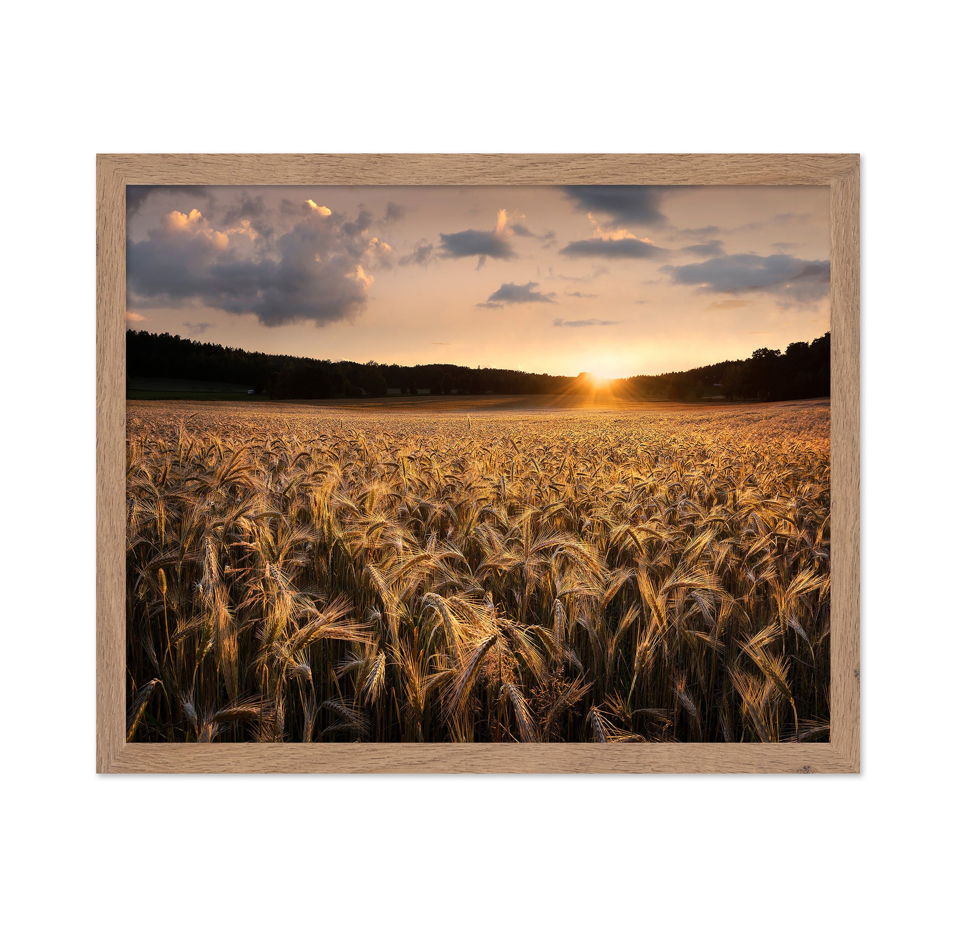 Fields Of Gold