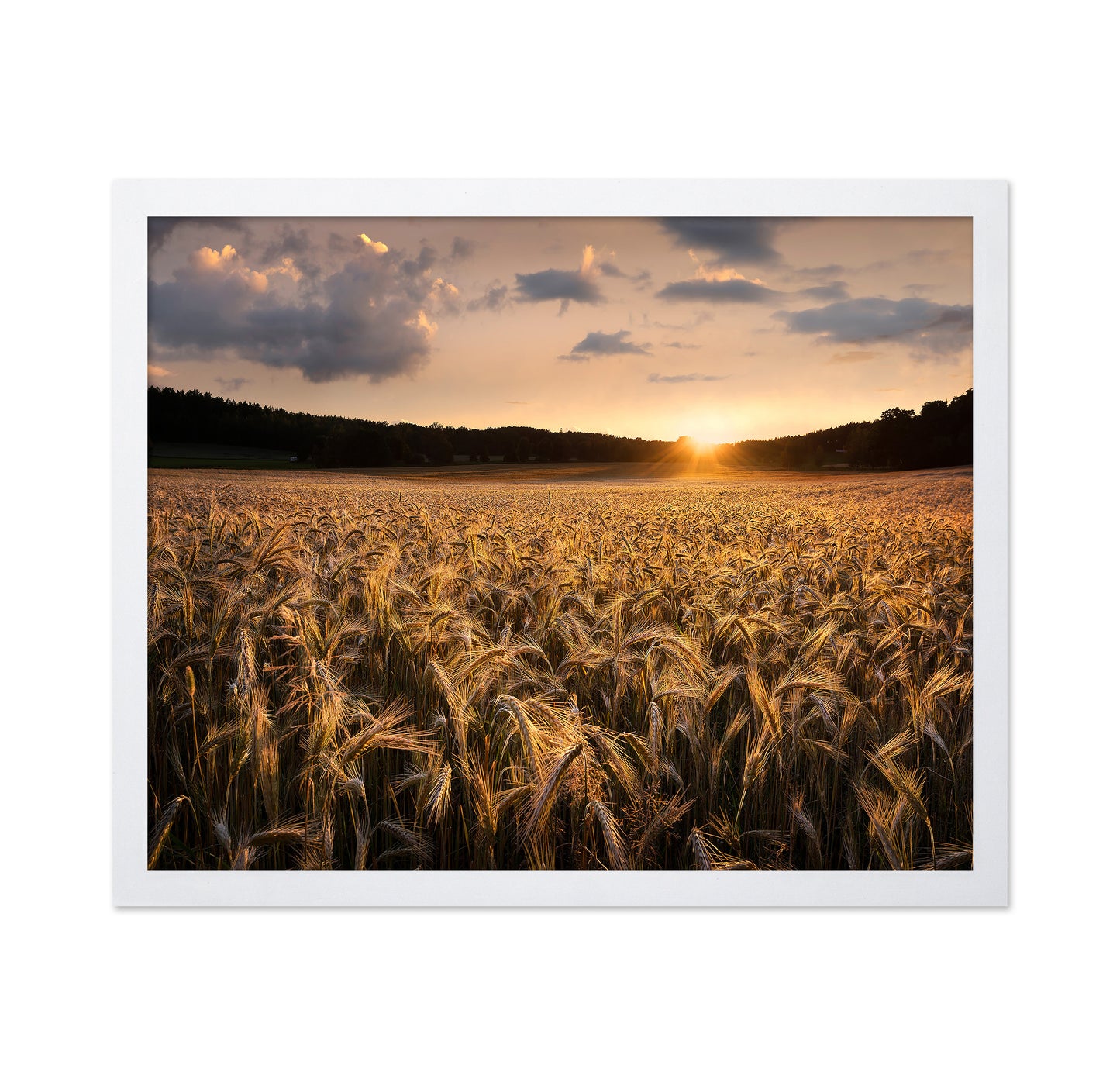 Fields Of Gold