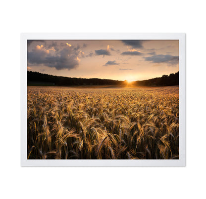 Fields Of Gold