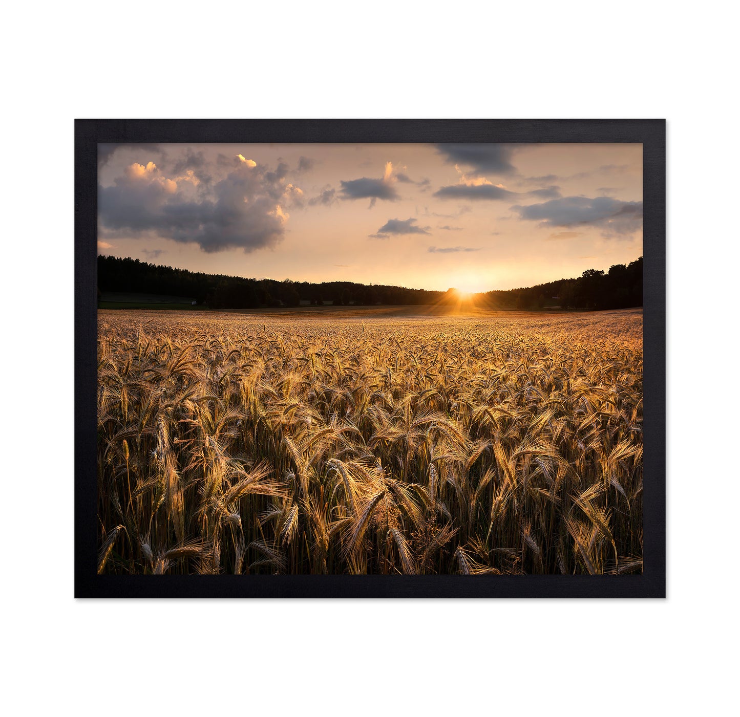 Fields Of Gold