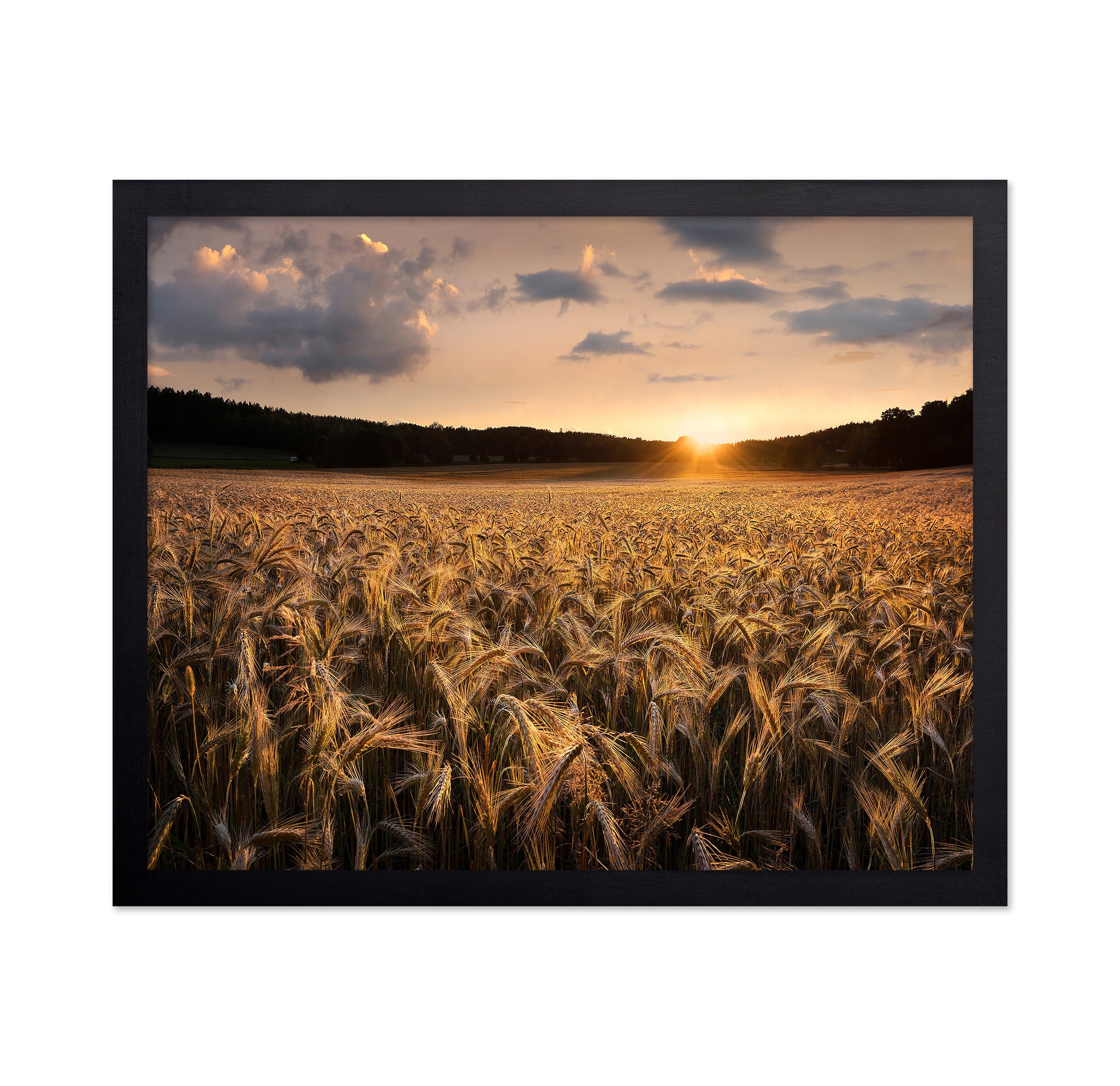 Fields Of Gold