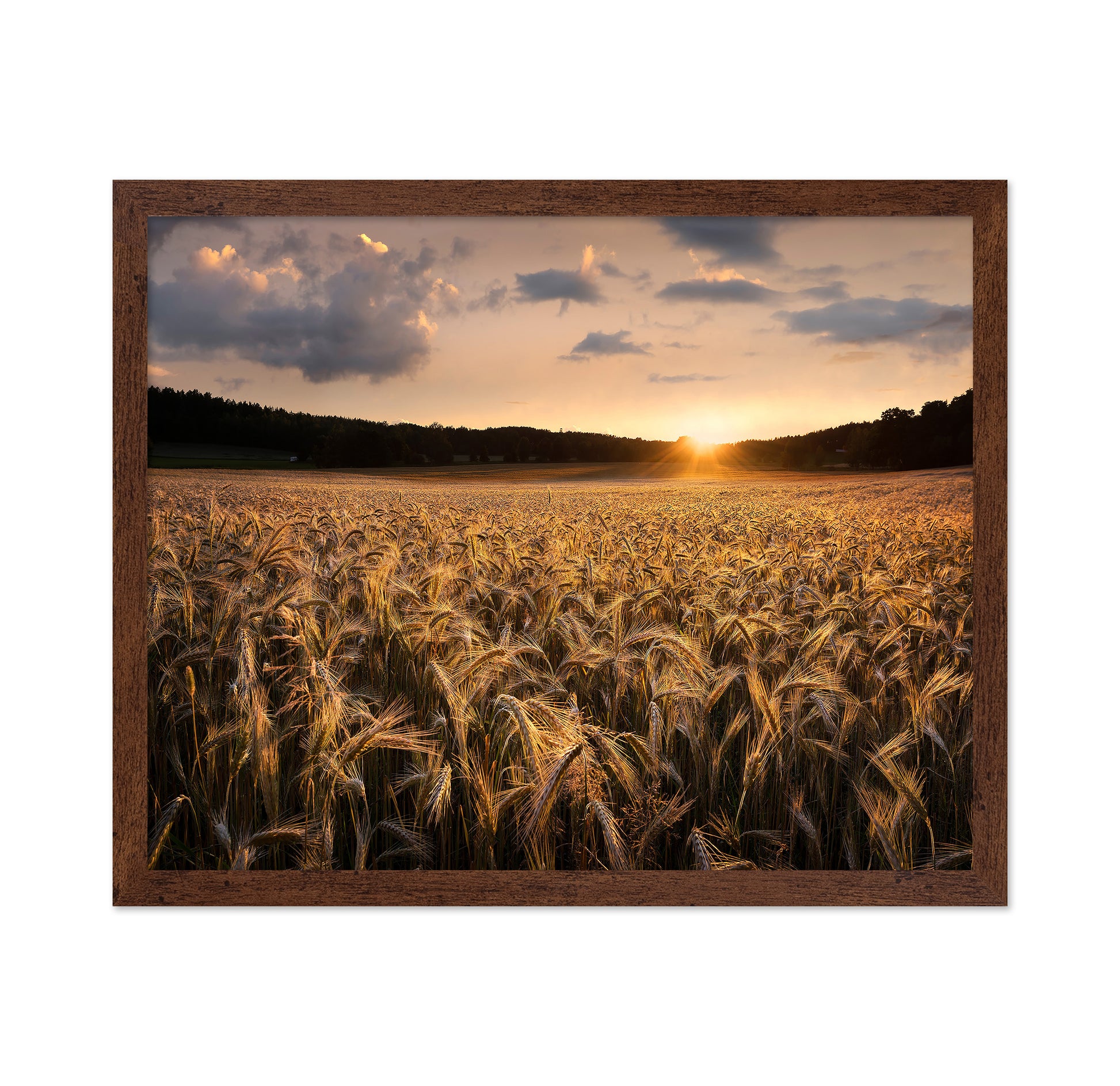 Fields Of Gold
