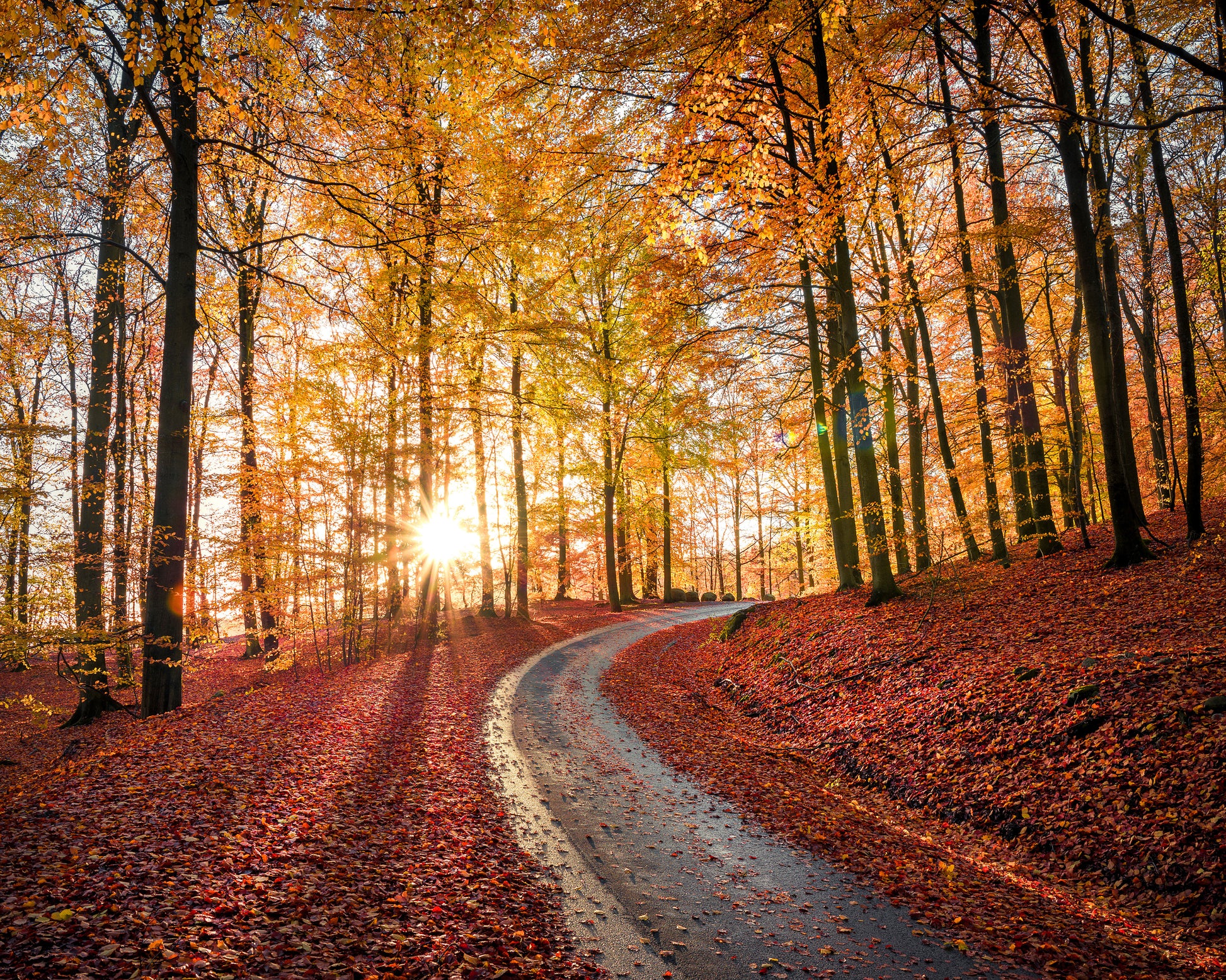 Road In Sapderaysen Nationalpark Sweden