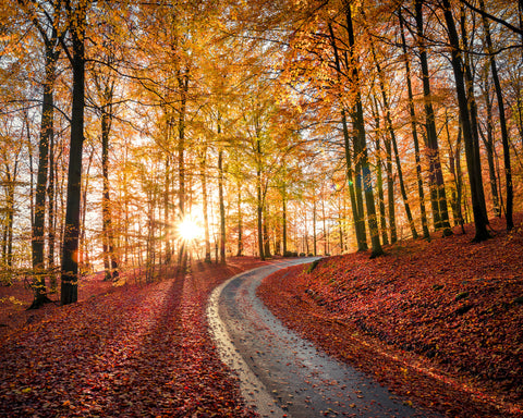 Road In Sapderaysen Nationalpark Sweden