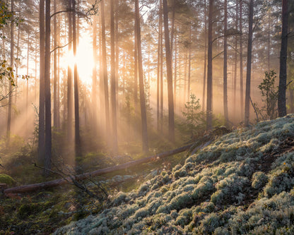 Fog In The Forest With White Moss