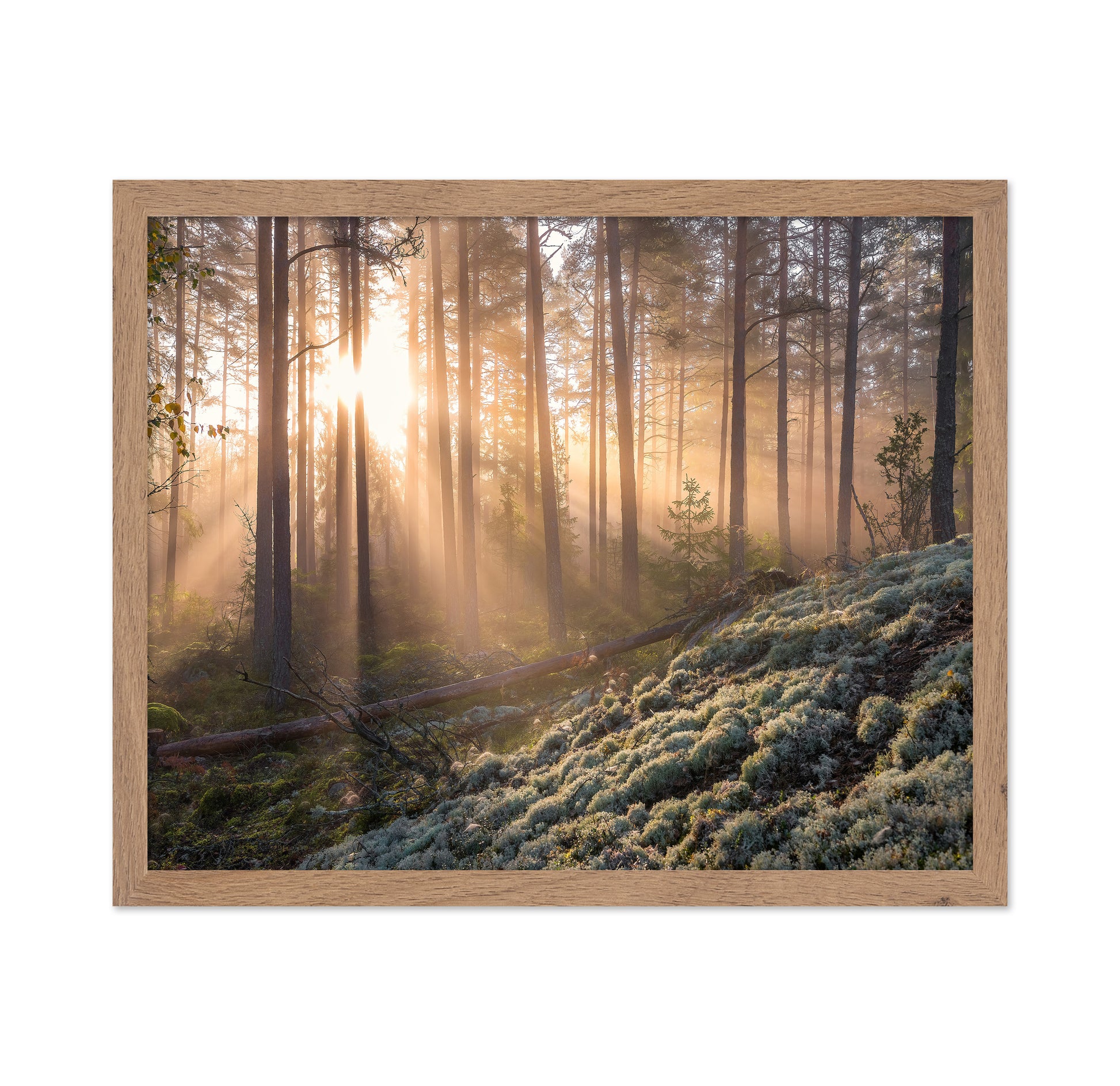 Fog In The Forest With White Moss