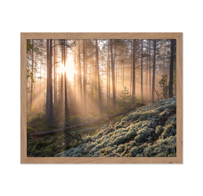 Fog In The Forest With White Moss