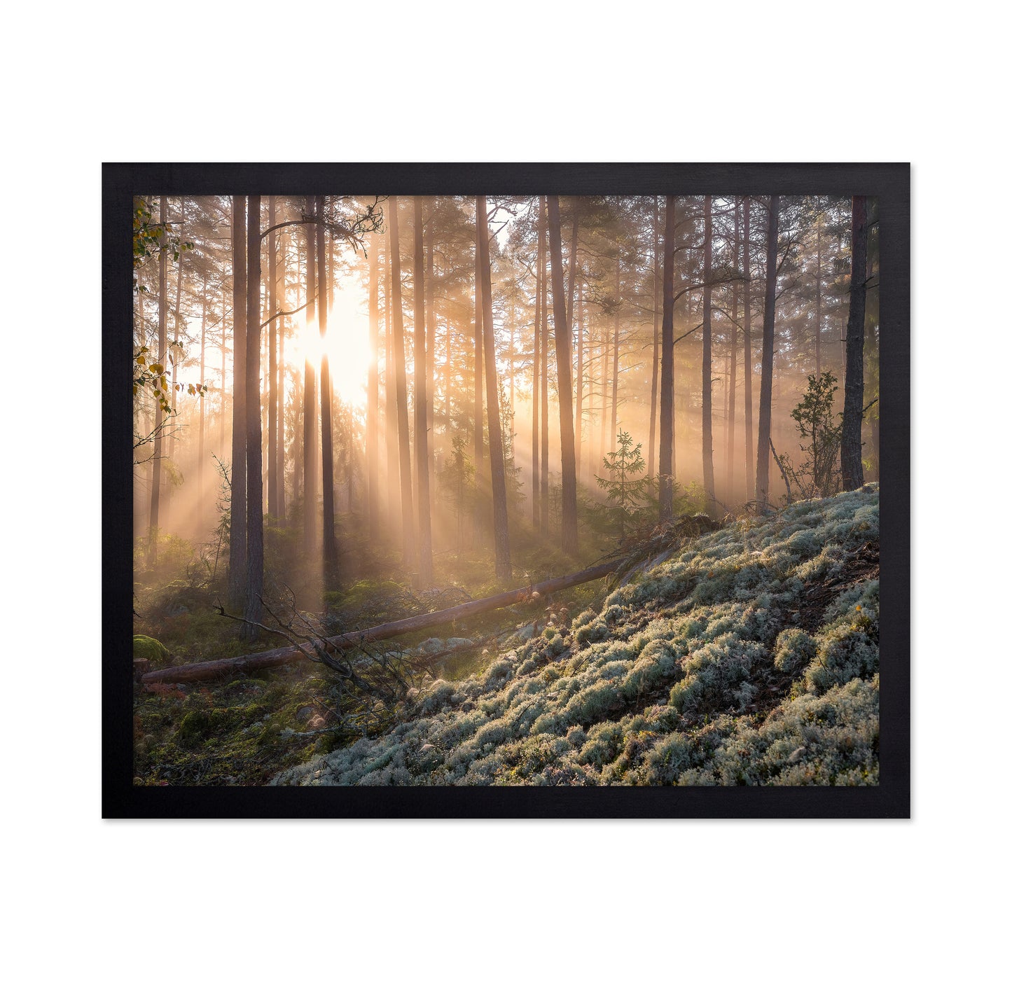 Fog In The Forest With White Moss