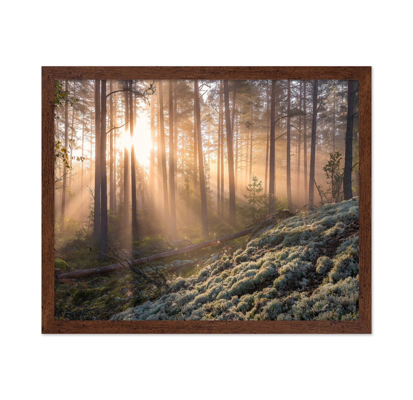 Fog In The Forest With White Moss