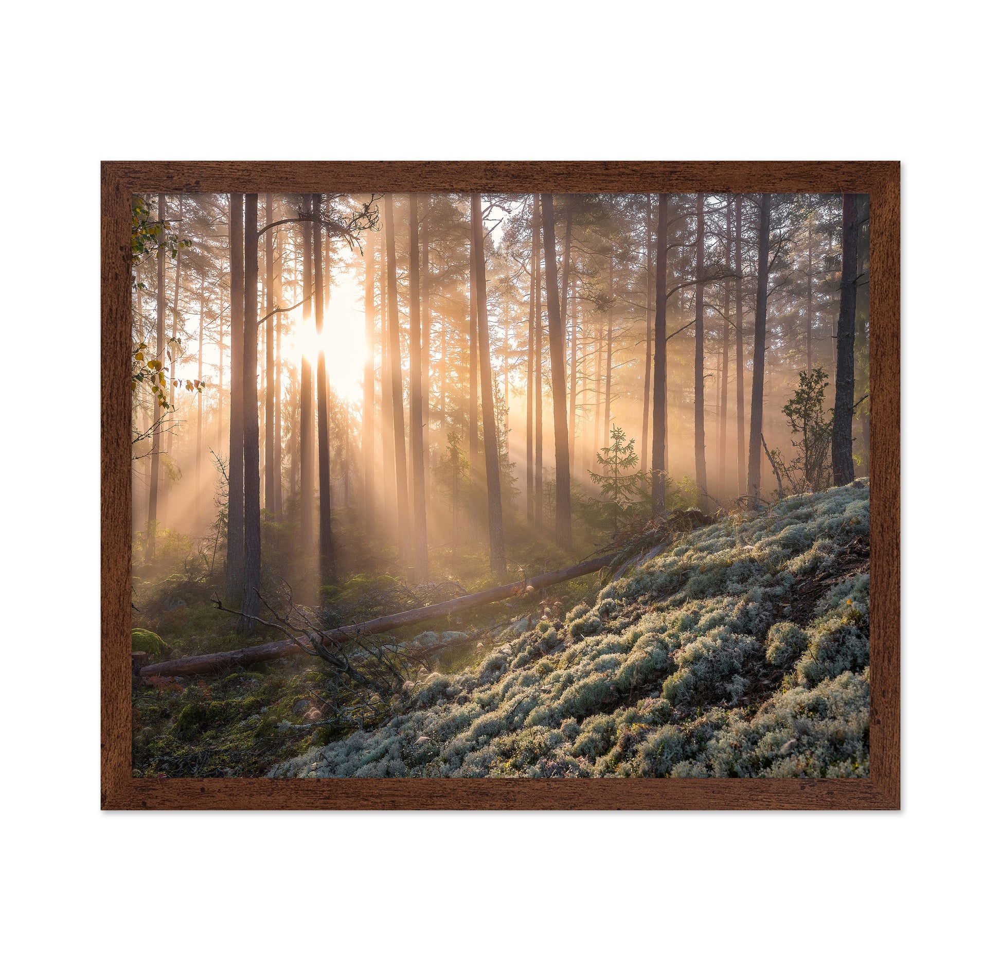 Fog In The Forest With White Moss