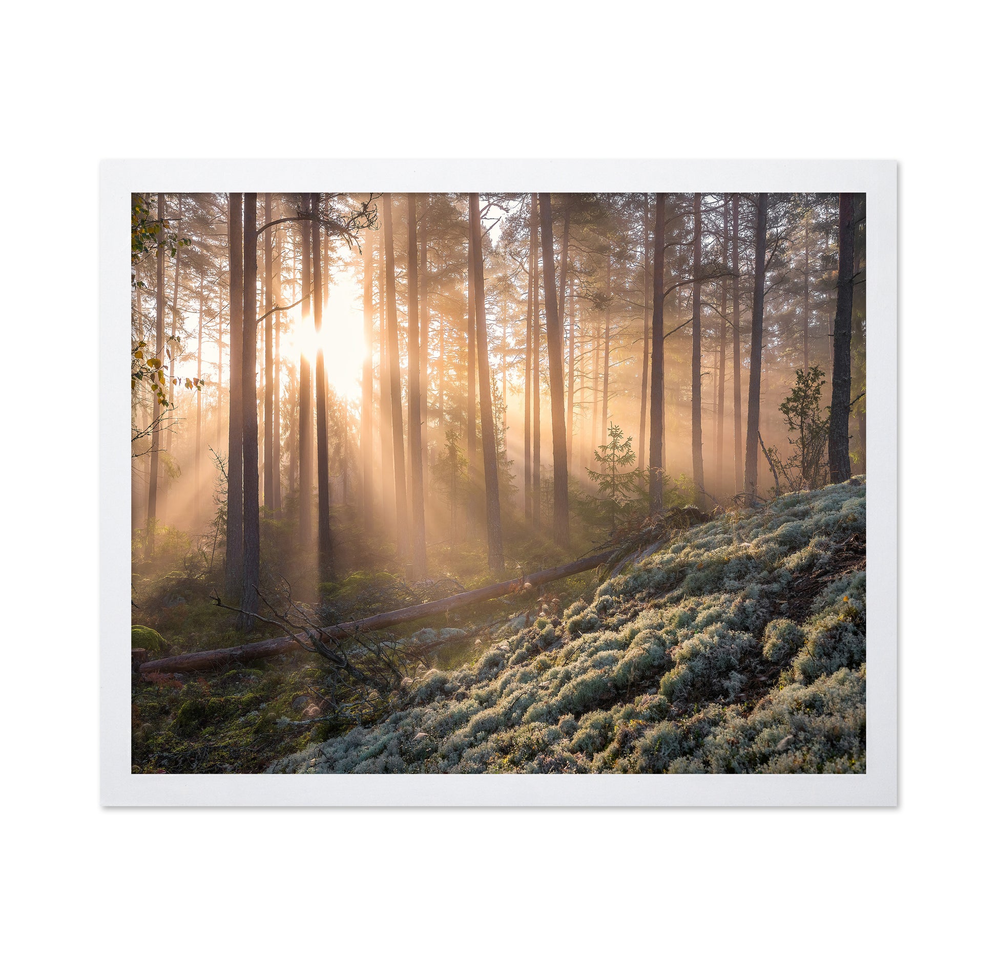 Fog In The Forest With White Moss