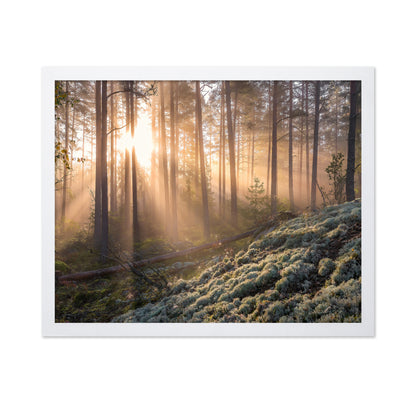 Fog In The Forest With White Moss