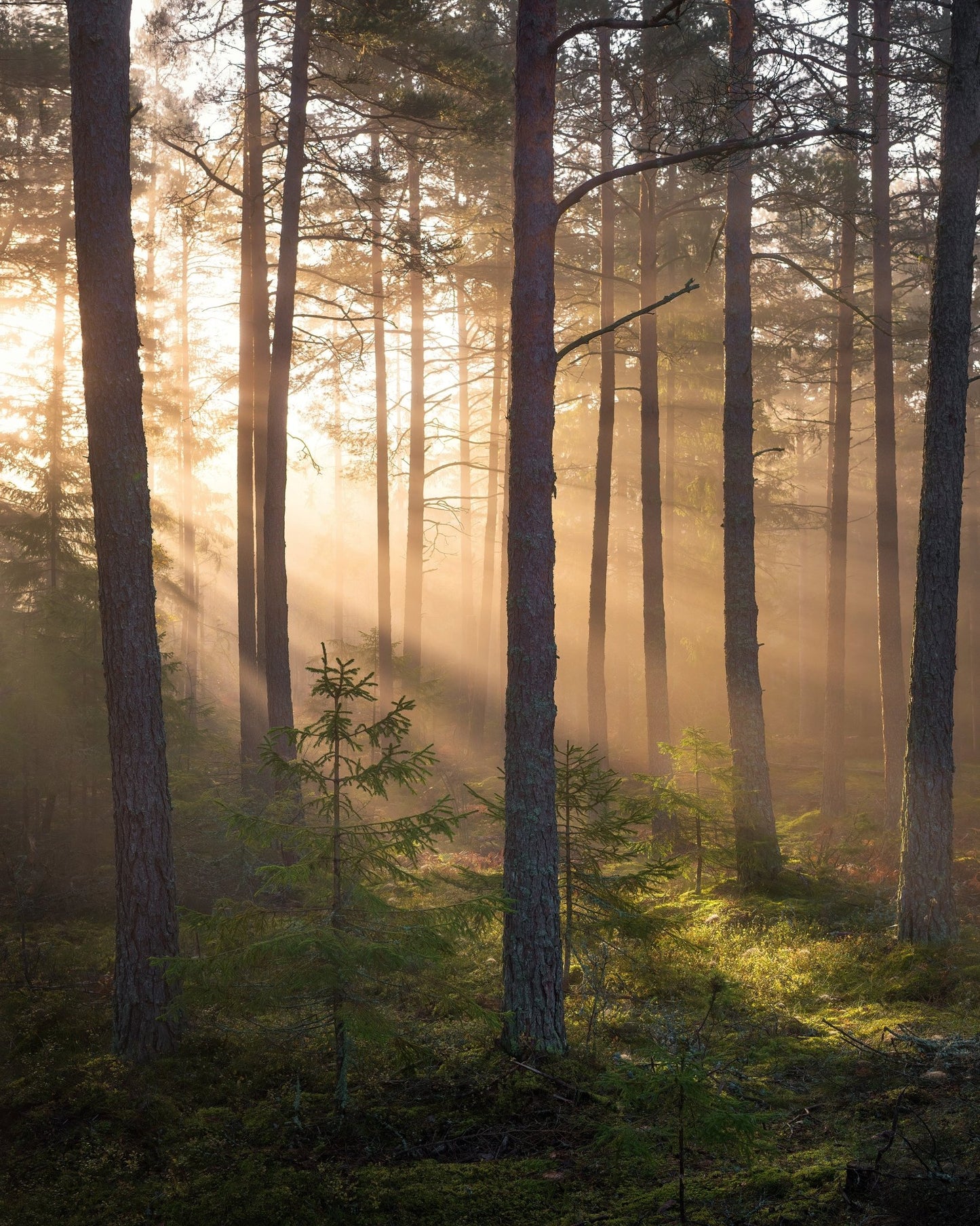 Foggy Forest No 2