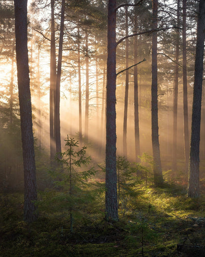 Foggy Forest No 2