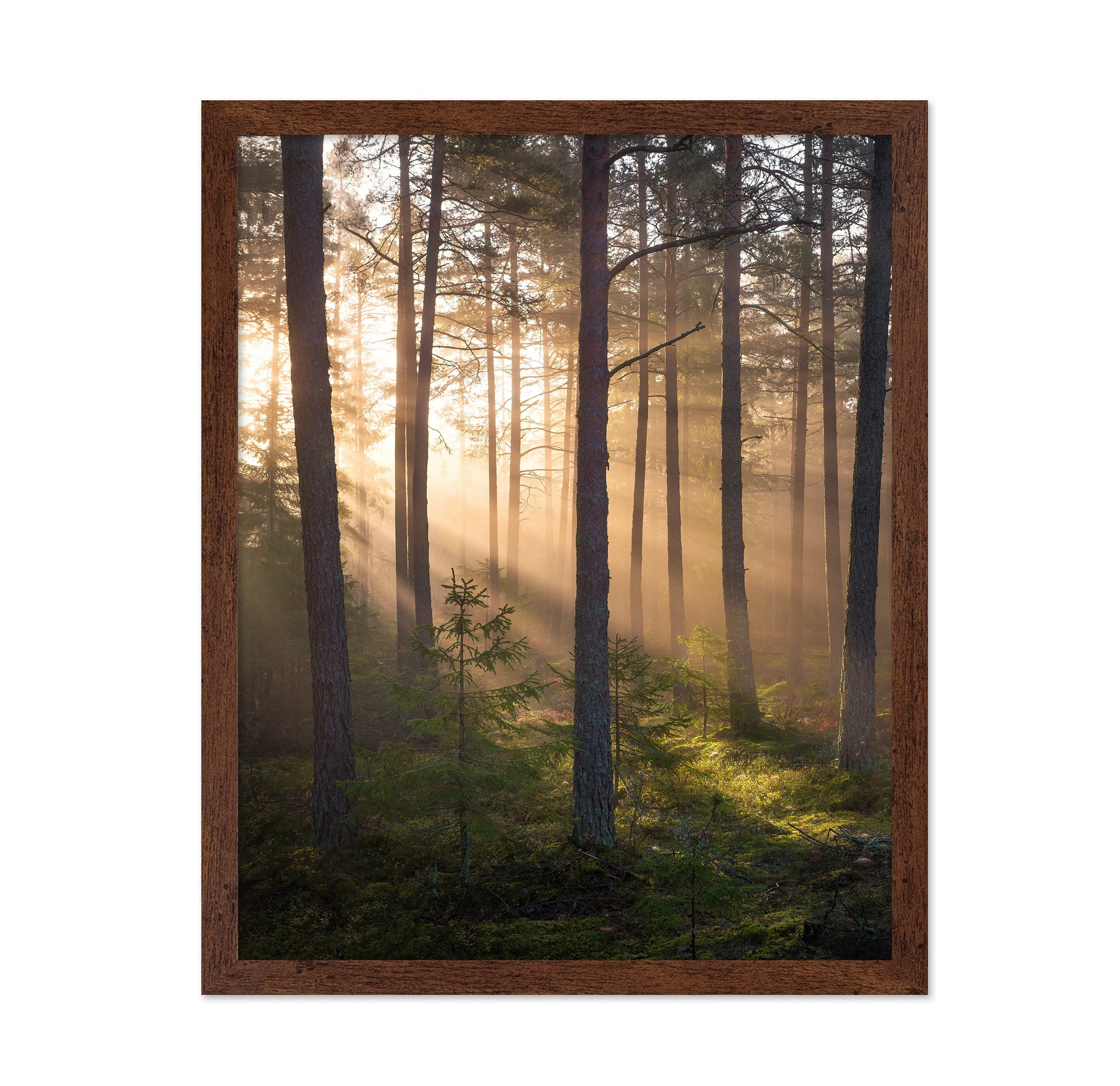 Foggy Forest No 2