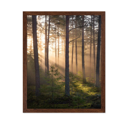 Foggy Forest No 2