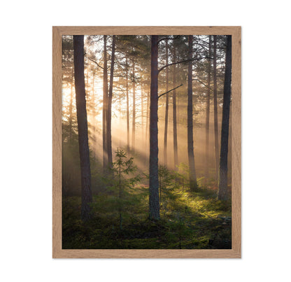 Foggy Forest No 2