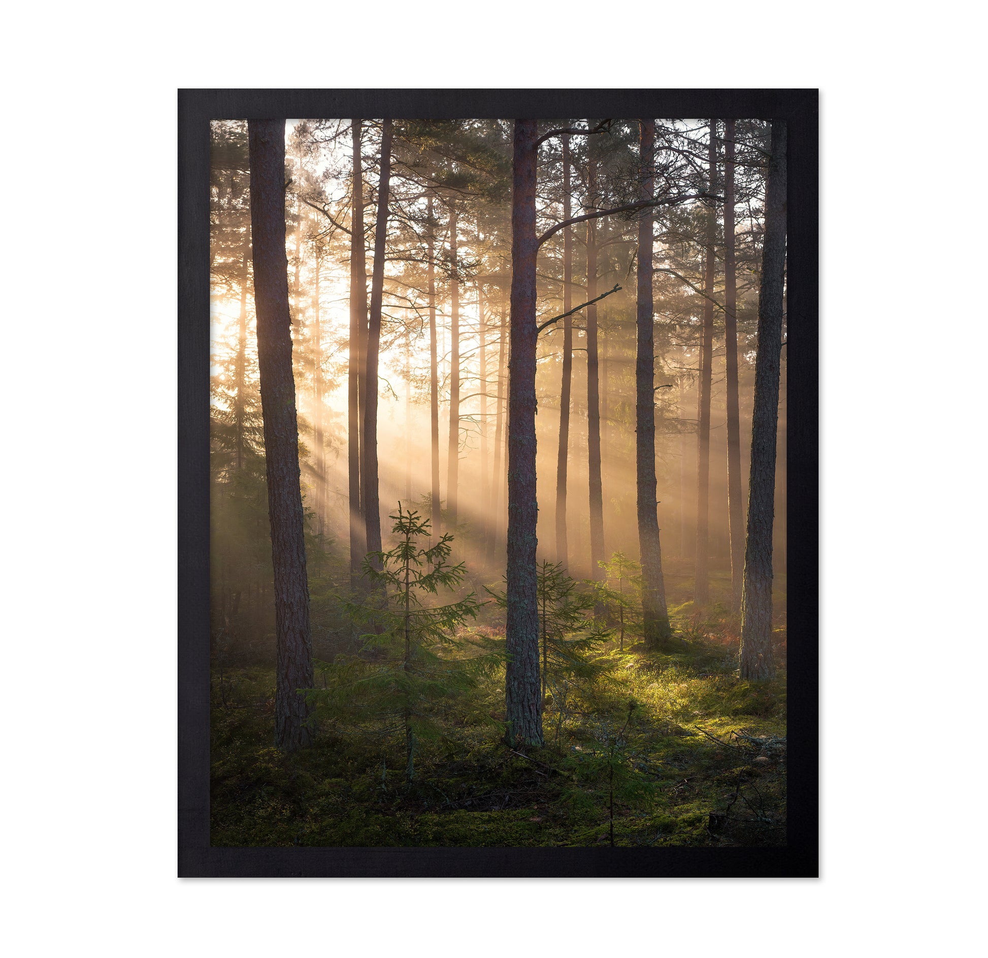 Foggy Forest No 2