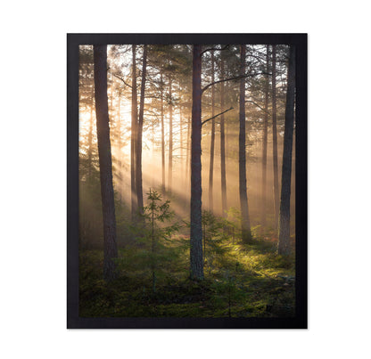 Foggy Forest No 2