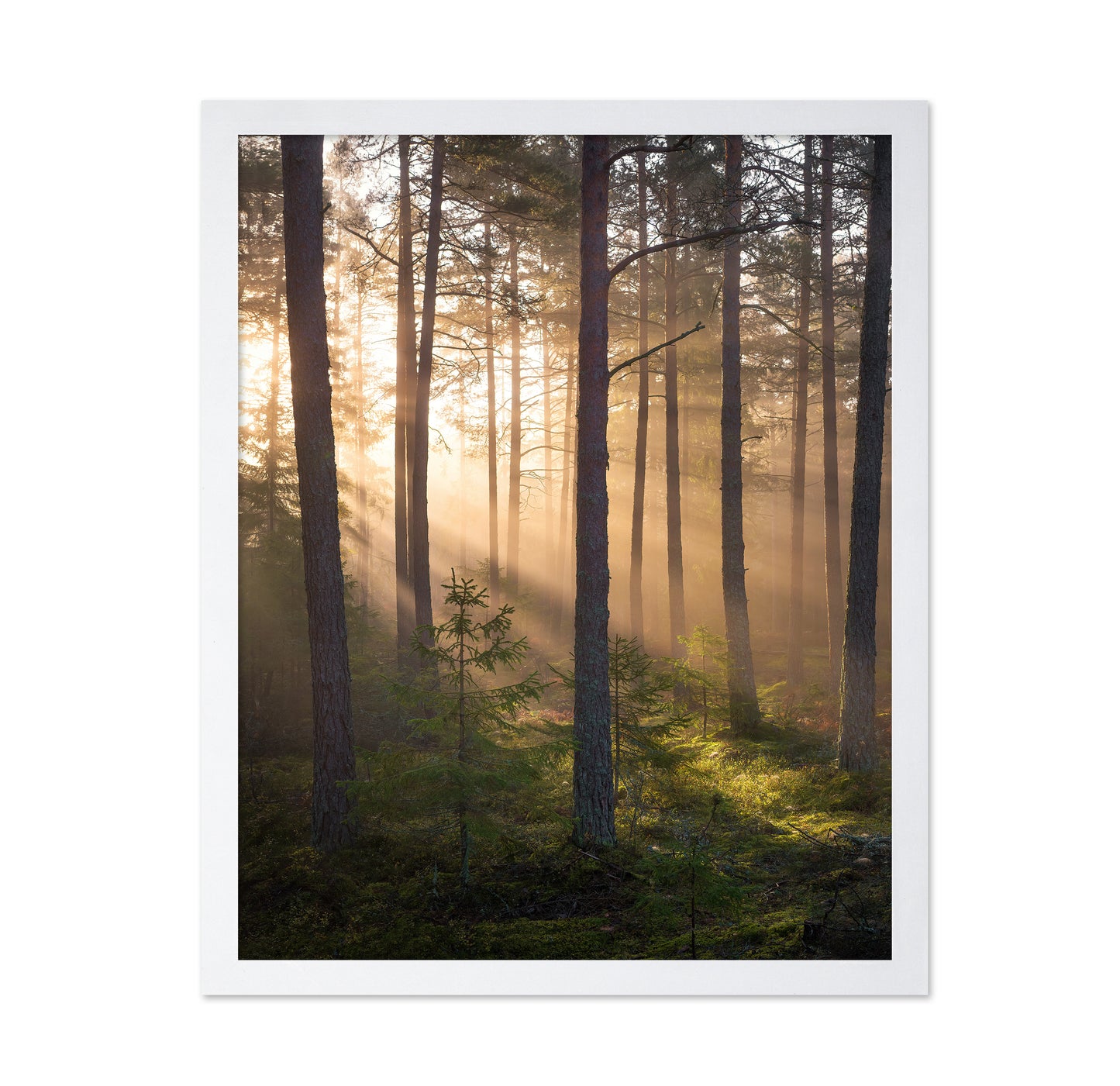 Foggy Forest No 2