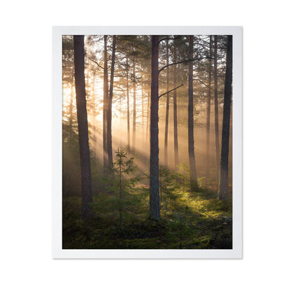 Foggy Forest No 2