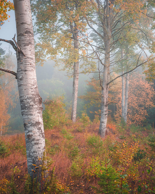 Birchtrees In Morning Fog