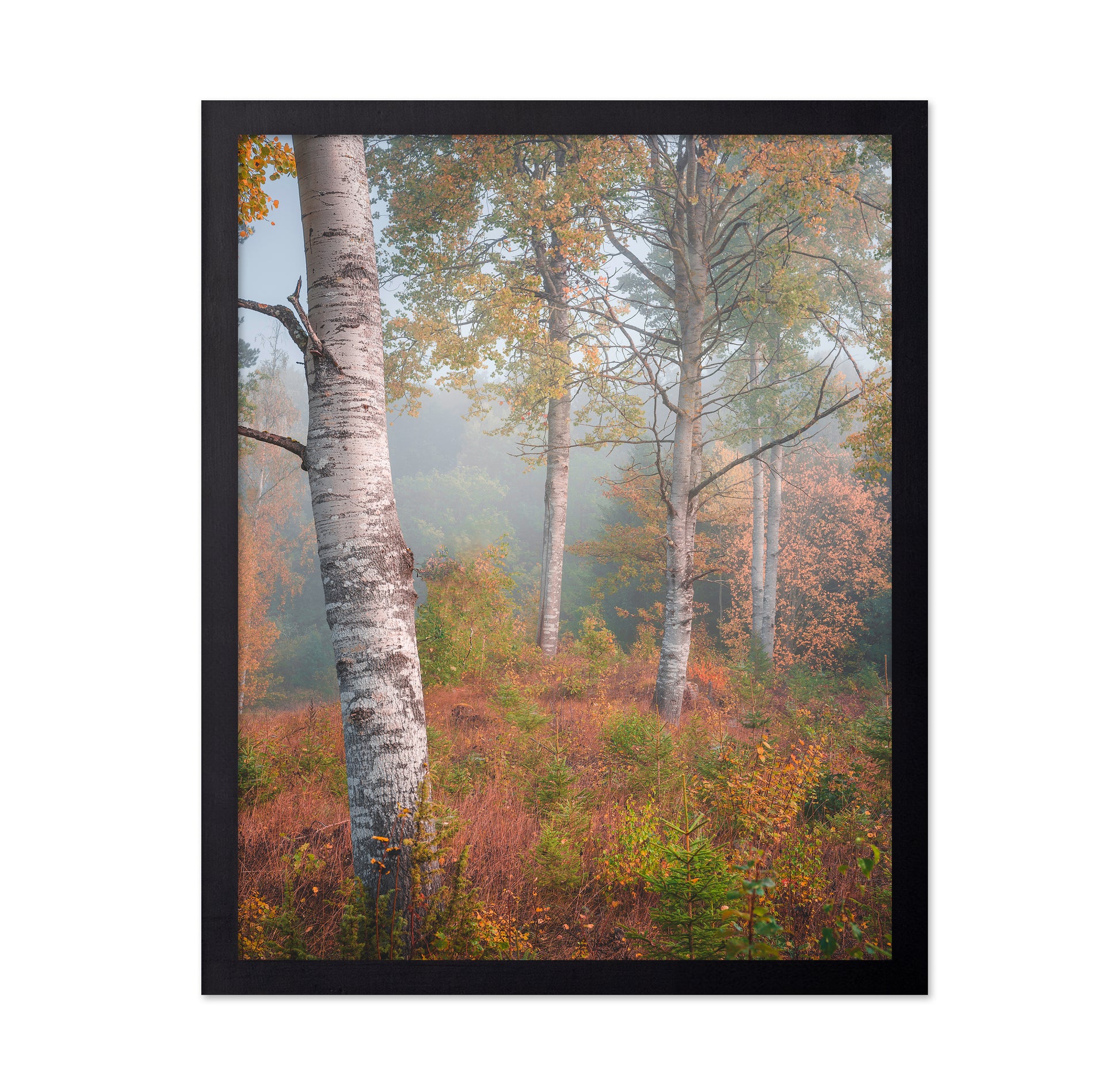 Birchtrees In Morning Fog