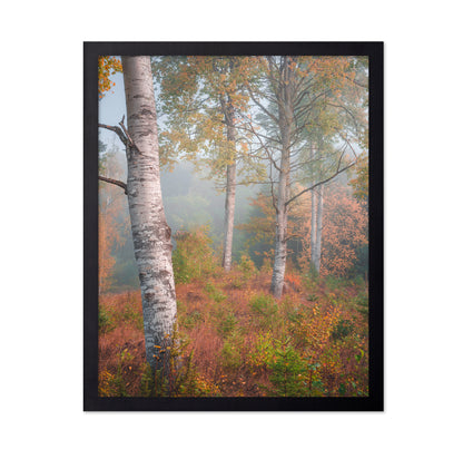 Birchtrees In Morning Fog