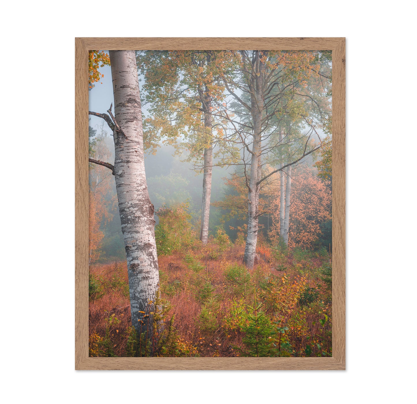 Birchtrees In Morning Fog