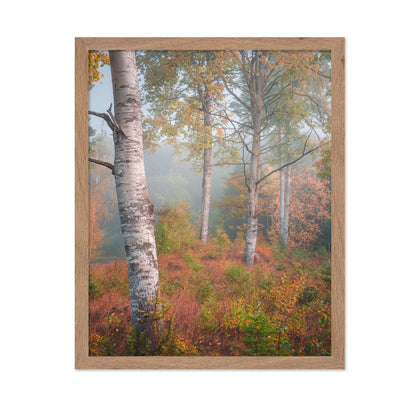 Birchtrees In Morning Fog