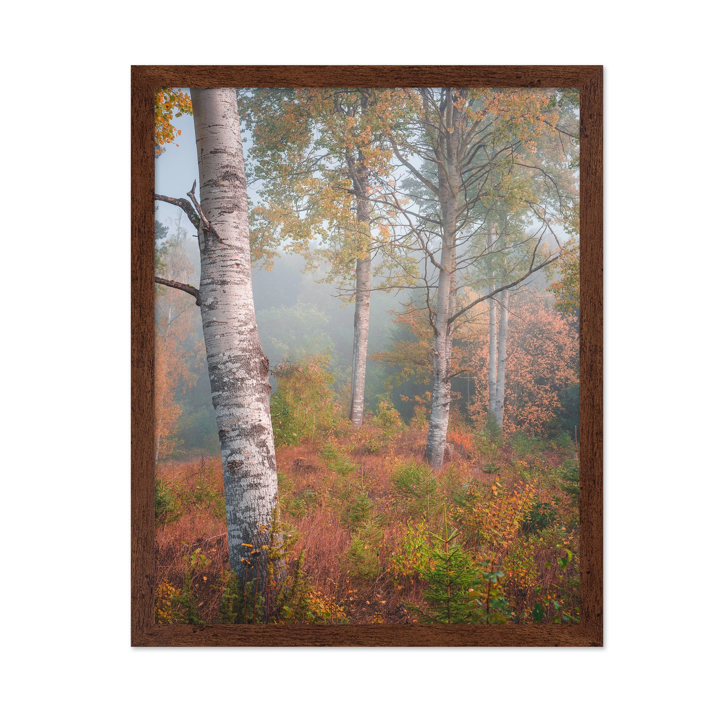 Birchtrees In Morning Fog