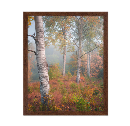 Birchtrees In Morning Fog