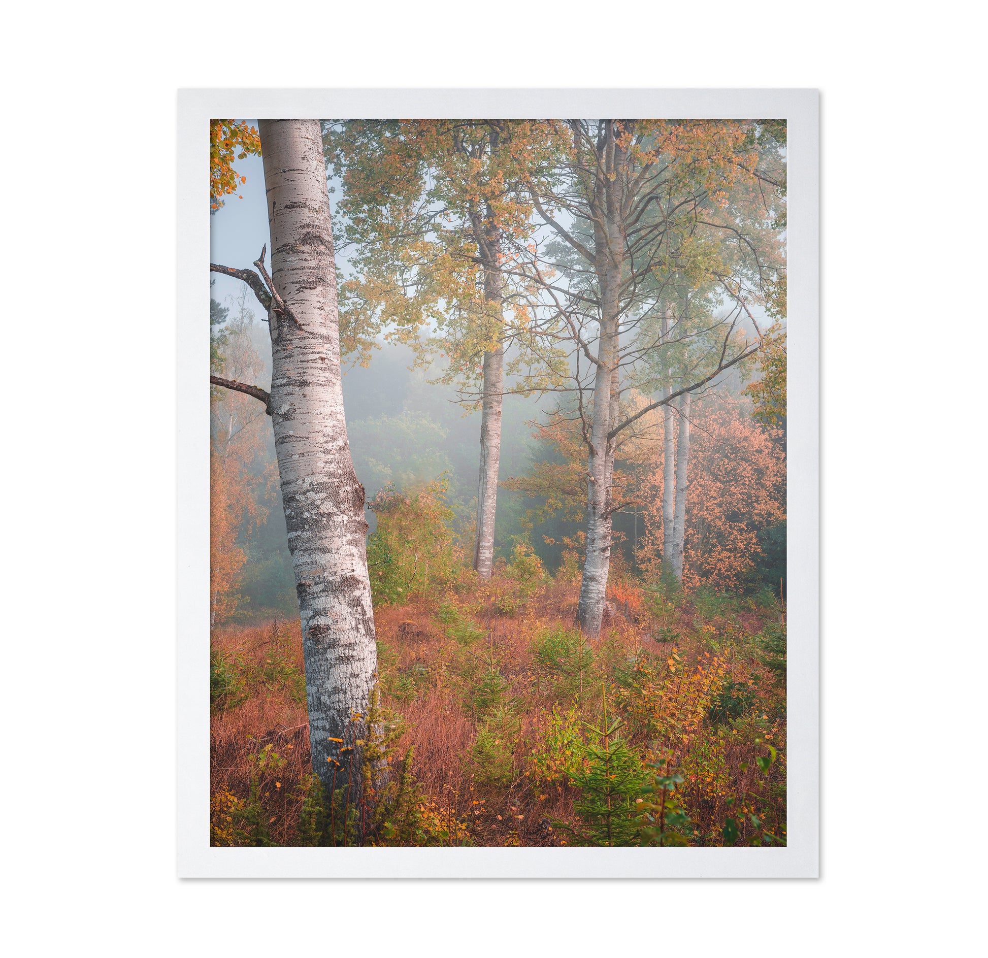 Birchtrees In Morning Fog