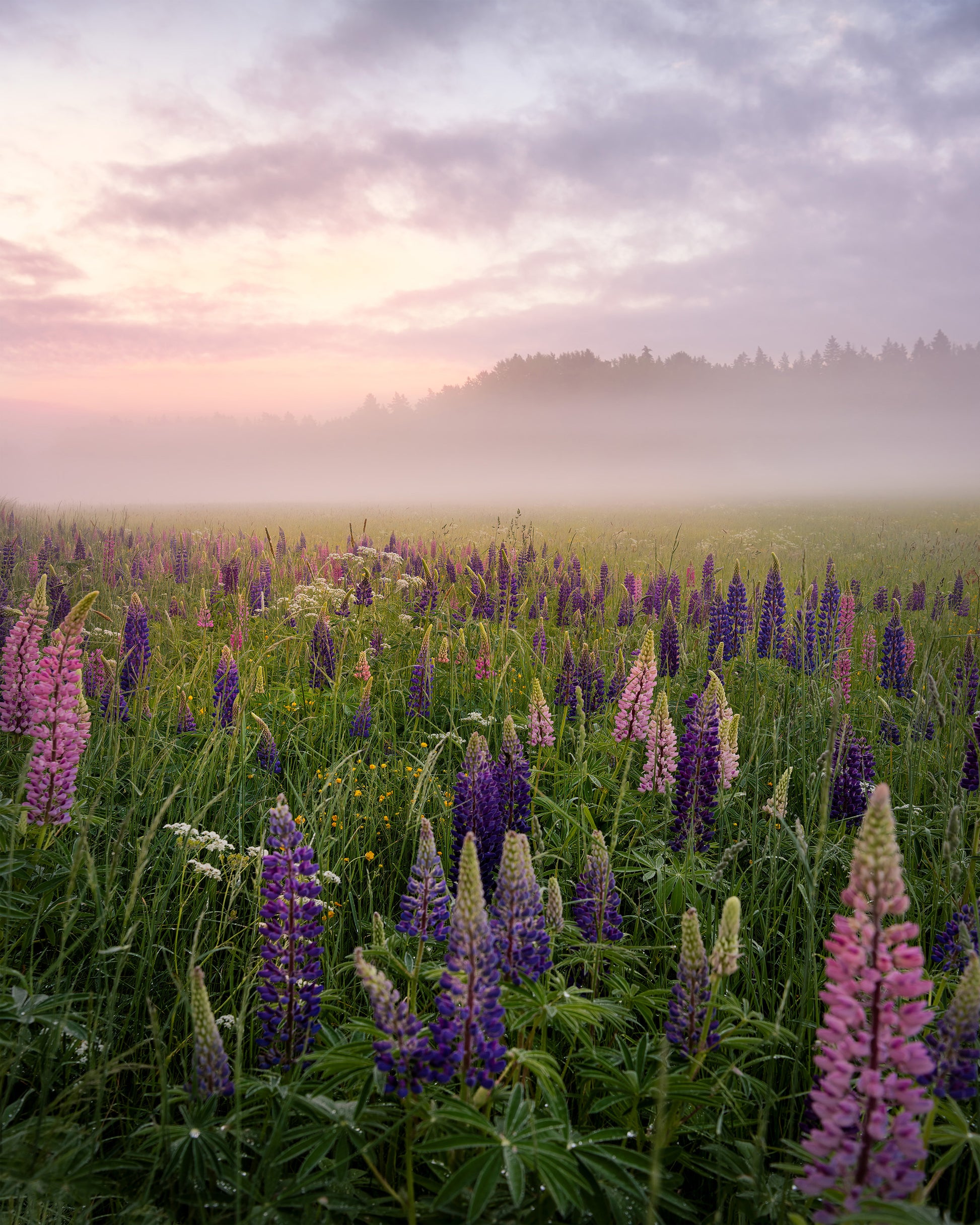 Lupines in Fog
