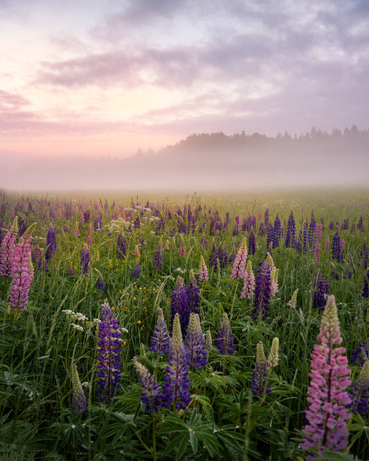 Lupines in Fog