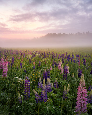 Lupines in Fog