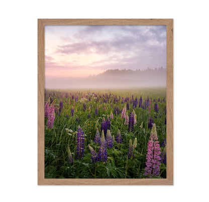 Lupines in Fog